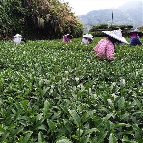 茶製品-茶 產品圖片（圖片編號 689426）