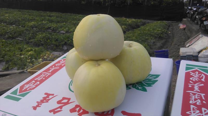 甜瓜 產品圖片（產品編號 511522）