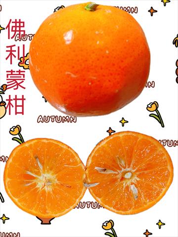 佛利蒙柑 產品圖片（產品編號 511863）