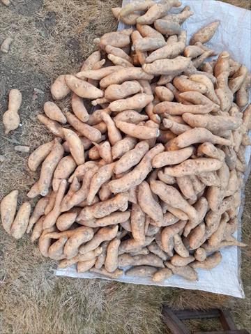甘藷(地瓜) 產品圖片（產品編號 512946）