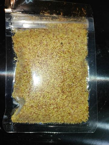愛玉子 產品圖片（圖片編號 691530）