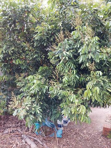 龍眼 產品圖片（產品編號 513105）