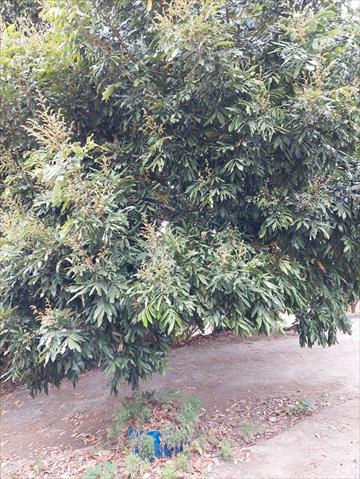 龍眼 產品圖片（圖片編號 691596）