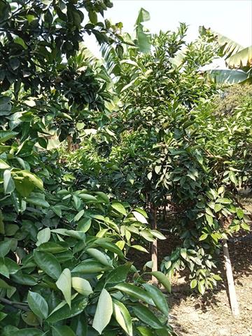 柳橙 產品圖片（圖片編號 691599）