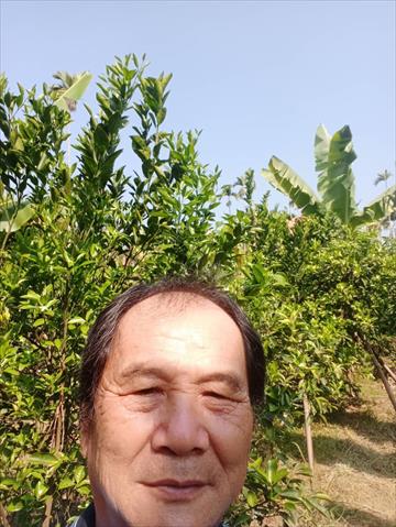 柳橙 產品圖片（圖片編號 691605）