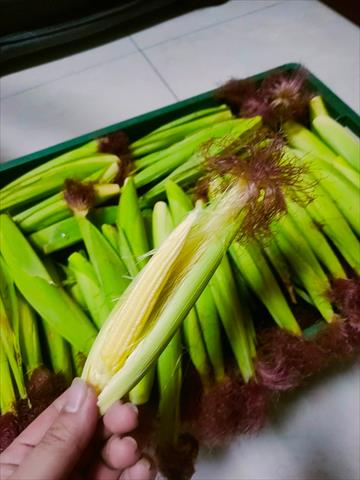 食用玉米(含玉米筍) 產品圖片（產品編號 513120）