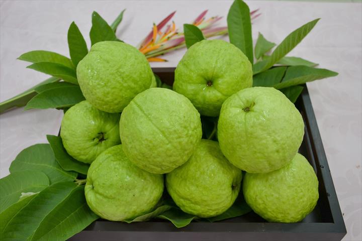 番石榴(芭樂) 產品圖片（產品編號 513145）