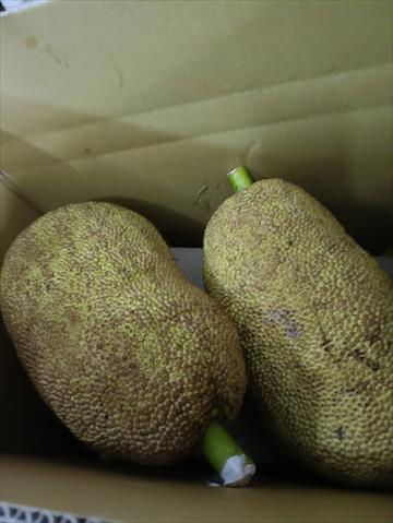 榴槤蜜 產品圖片（圖片編號 691796）
