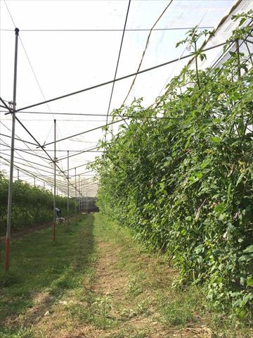 番茄(含小番茄) 產品圖片（圖片編號 691823）