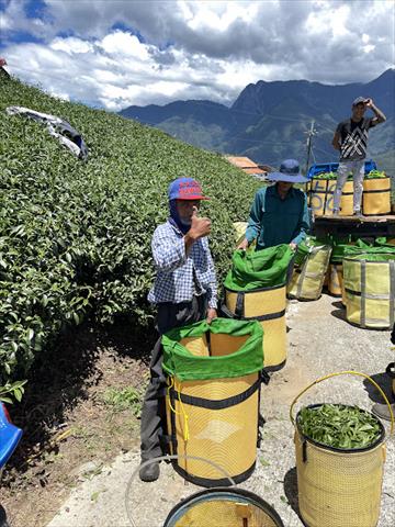 茶製品-茶 產品圖片（圖片編號 692442）