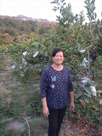 番石榴(芭樂) 產品圖片（產品編號 513654）