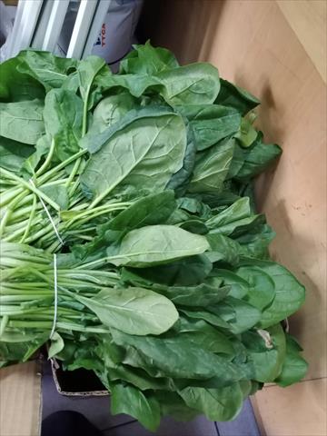 菠菜 產品圖片（圖片編號 692892）