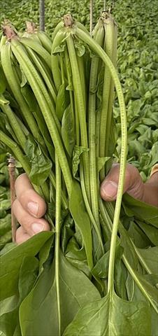 菠菜 產品圖片（產品編號 514718）