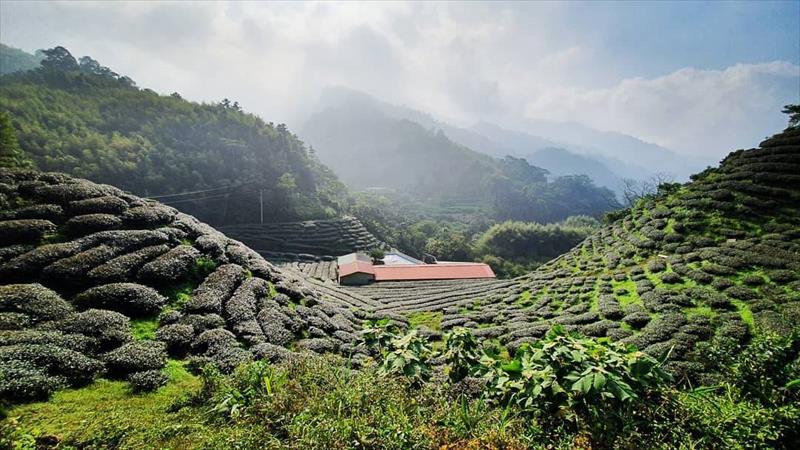 茶製品-茶 產品圖片（產品編號 514730）