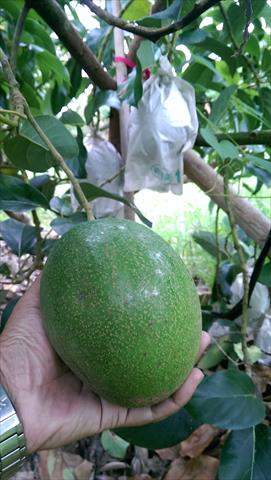 酪梨 產品圖片（圖片編號 693529）