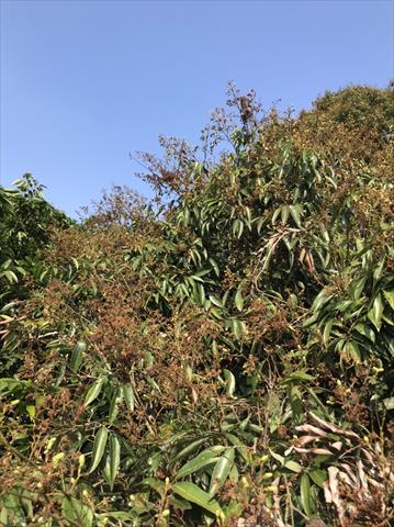 荔枝 產品圖片（產品編號 514770）