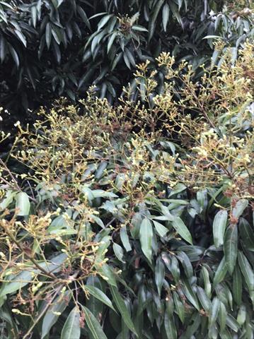 荔枝 產品圖片（圖片編號 693534）