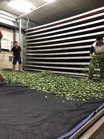 茶製品-茶 產品圖片（產品編號 515190）