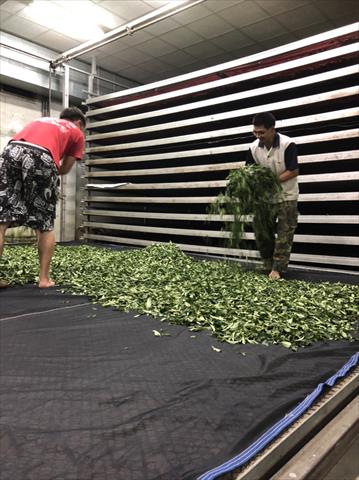茶製品-茶 產品圖片（圖片編號 694279）