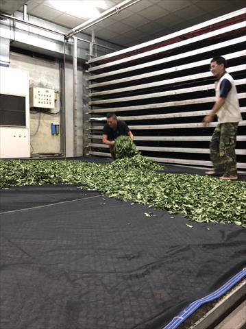 茶製品-茶 產品圖片（圖片編號 694280）