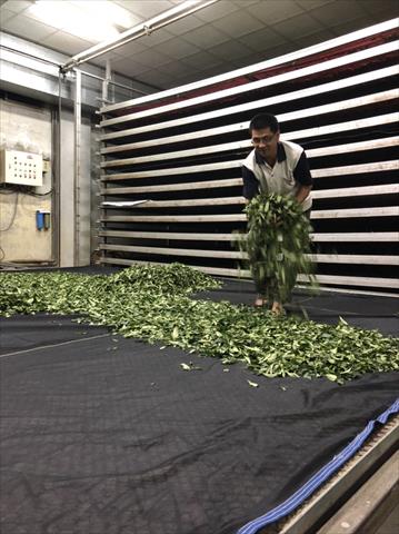 茶製品-茶 產品圖片（圖片編號 694281）