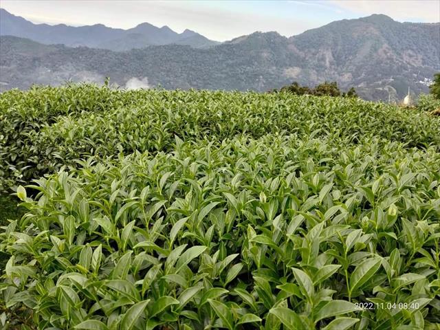 茶製品-茶 產品圖片（產品編號 515199）
