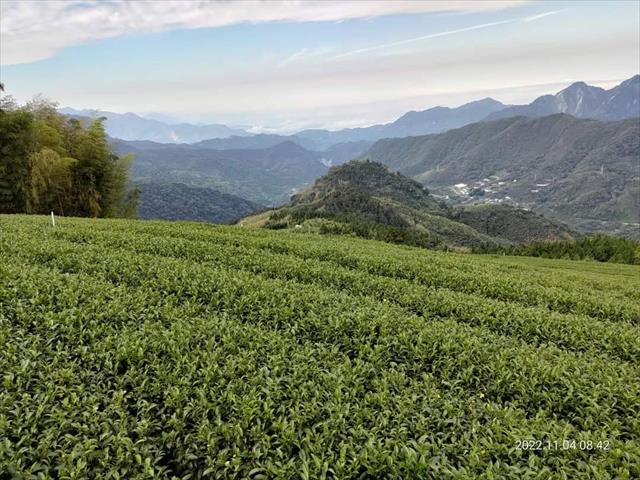 茶製品-茶 產品圖片（圖片編號 694292）