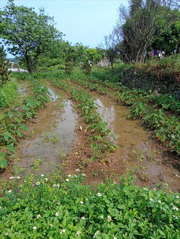 芋頭 產品圖片（產品編號 510377）