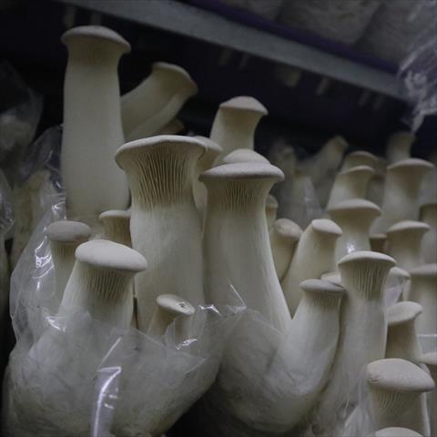 杏鮑菇 產品圖片（圖片編號 696641）