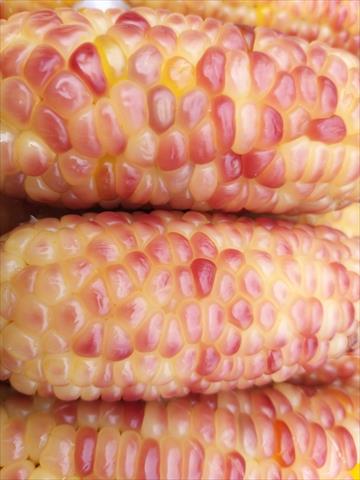 食用玉米(含玉米筍) 產品圖片（圖片編號 696717）