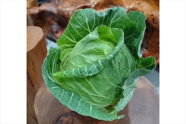 甘藍(高麗菜) 產品圖片（產品編號 516202）