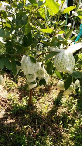 番石榴(芭樂) 產品圖片（產品編號 516648）