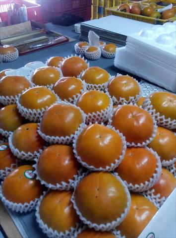 柿子 產品圖片（圖片編號 697705）