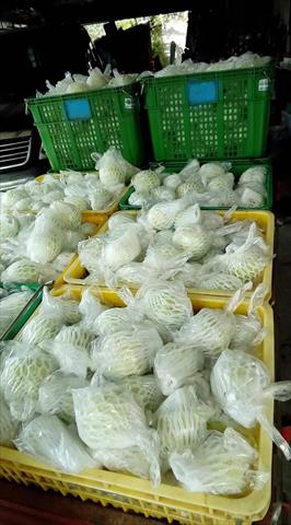 番石榴(芭樂) 產品圖片（圖片編號 697706）