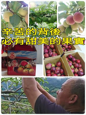 李 產品圖片（產品編號 516667）