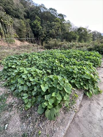 龍鬚菜(隼人瓜苗、梨瓜苗) 產品圖片（產品編號 516831）