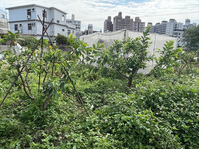 番石榴(芭樂) 產品圖片（產品編號 517100）