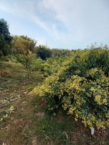 荔枝 產品圖片（圖片編號 698620）