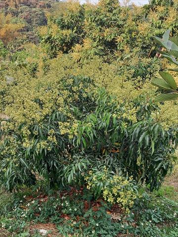 荔枝 產品圖片（圖片編號 698621）
