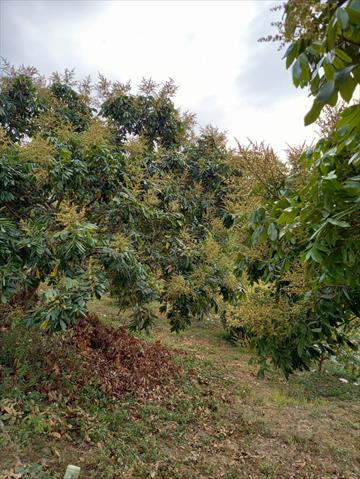 龍眼 產品圖片（圖片編號 698624）