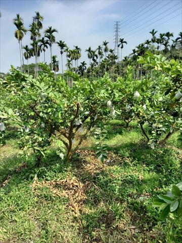 番石榴(芭樂) 產品圖片（圖片編號 698628）
