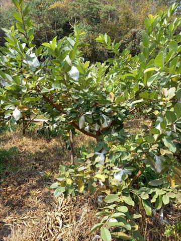 番石榴(芭樂) 產品圖片（圖片編號 698629）