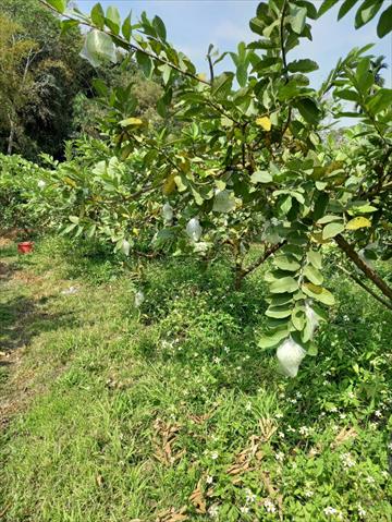 番石榴(芭樂) 產品圖片（圖片編號 698630）
