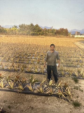 鳳梨 產品圖片（圖片編號 698639）