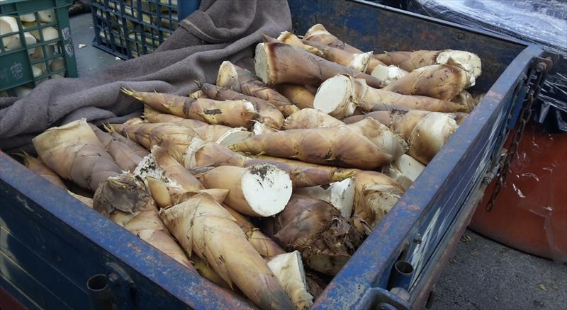 竹筍 產品圖片（圖片編號 699044）