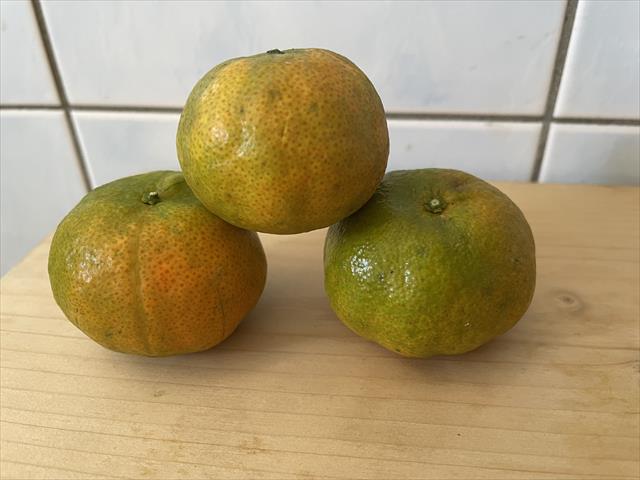 砂糖橘 產品圖片（產品編號 517559）