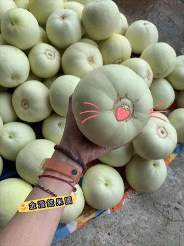 香瓜(美濃瓜) 產品圖片（產品編號 517566）