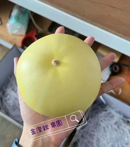 香瓜(美濃瓜) 產品圖片（圖片編號 699162）