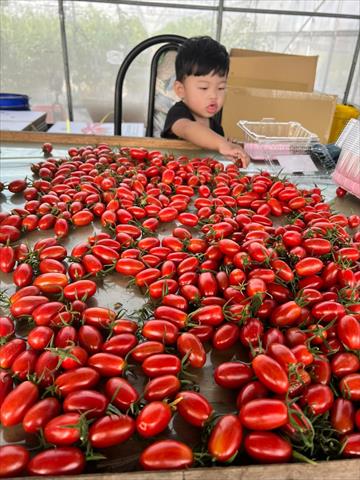 番茄(含小番茄) 產品圖片（圖片編號 699163）
