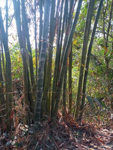 竹筍 產品圖片（圖片編號 699236）